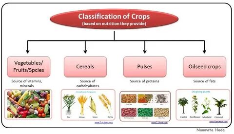 Crop type