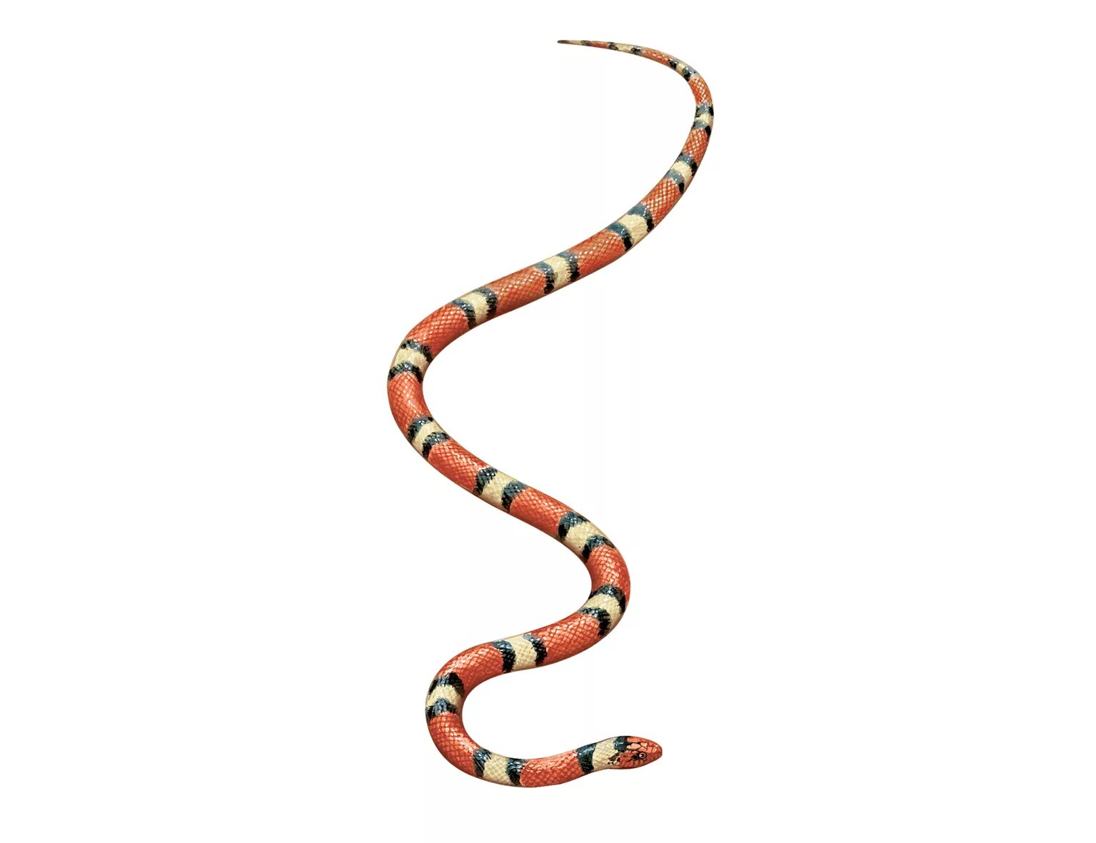 Змейка ползет. Змея Аспид гуччи. Аризонский Аспид змея рисунок. Змея на прозрачном фоне. Змея на белом фоне.