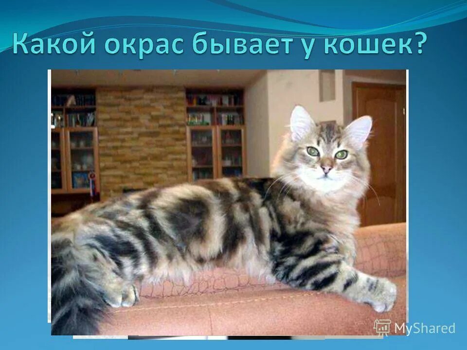 Табби макрель полосатый. Сибирский кот окрасы. Окрасы шотландских кошек хайленд. Британская порода окрас табби. Котята разных пород.