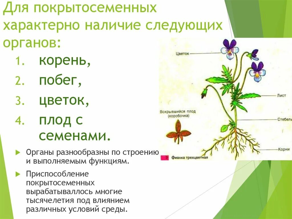 Биология 7 класс контрольная работа покрытосеменные растения. Строение цветковых покрытосеменных растений. Органы покрытосеменных растений таблица. Внешнее строение покрытосеменных растений. Строение покрытосеменных 5 класс.