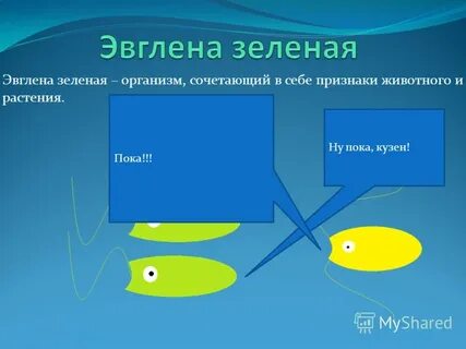 Эвглена признаки