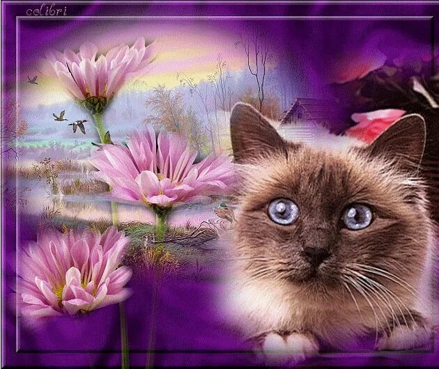 С днем кошек анимация