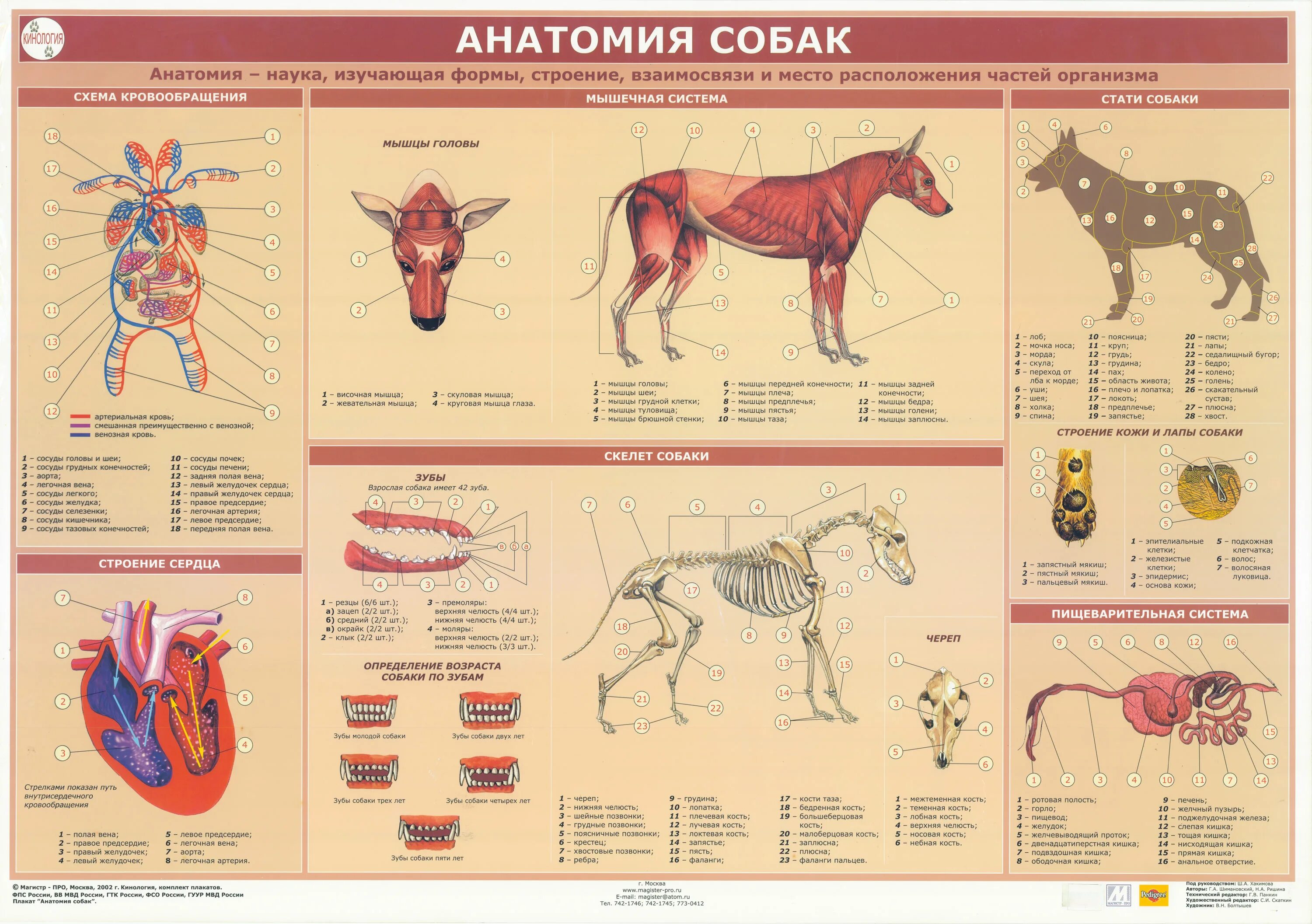 Анатомическое строение животных