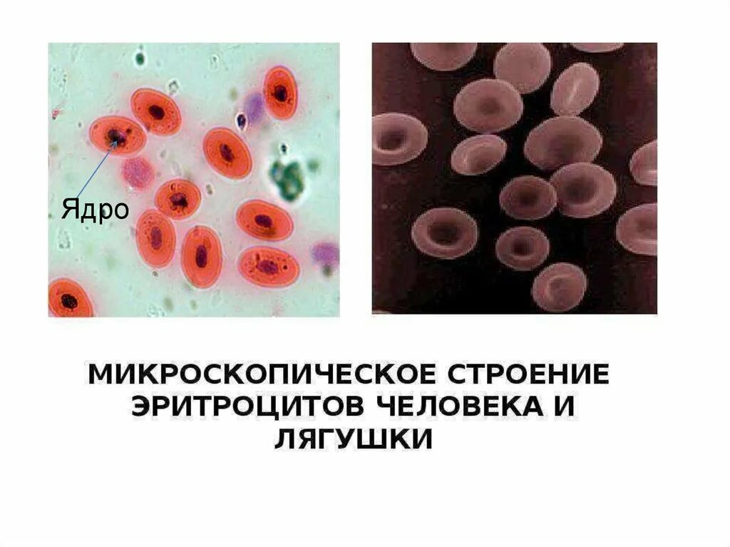 Эритроцит лягушки. Строение эритроцитов. клетка эритроцита лягушки. микроскопическое строение крови. строение крови человека и лягушки.