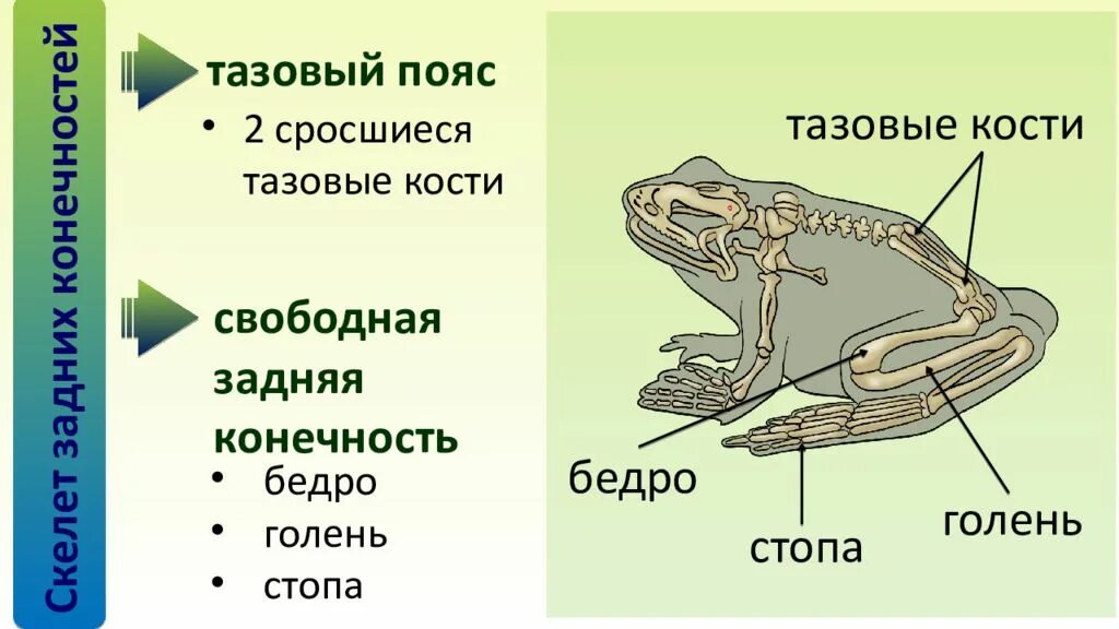 Кости передней конечности земноводных. Строение пояса задних конечностей амфибии. Строение тела земноводных. Строение конечностей амфибий. Пояс передних конечностей земноводных.