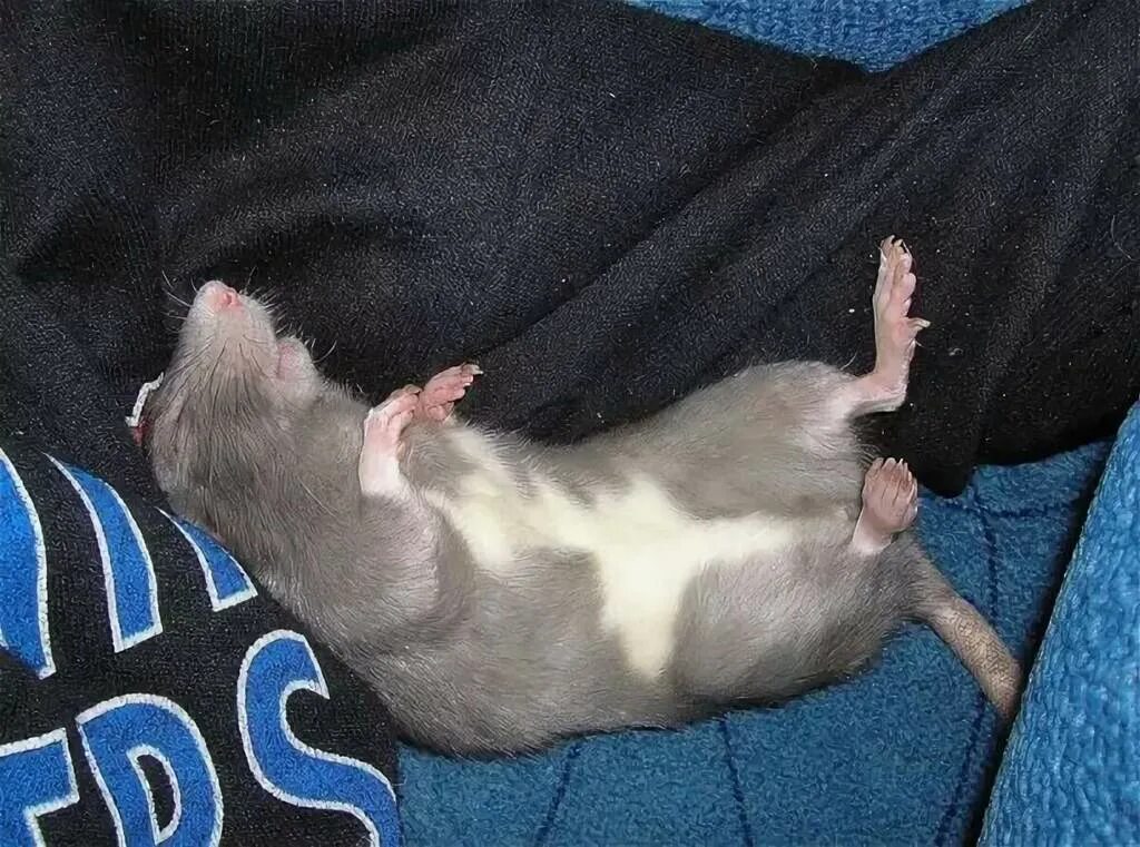 Мыши могут залезть на спящего человека. Кот в кровати. Кровать для кошки. Мыши могут залезть на спящего человека. Кот вцепился.