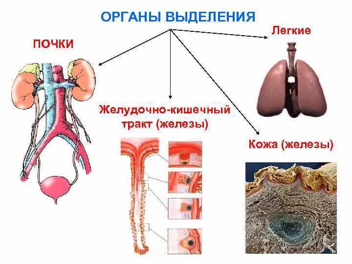 Кишечник кровь почки легкие