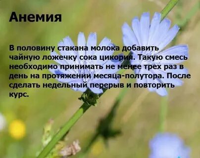 Цикорий польза и вред для женщин