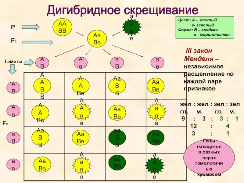 Законы дигибридного скрещивания презентация. Законы Менделя дигибридное скрещивание. Дигибридное скрещивание растений. Дигибридное скрещивание закон. Дигибридное скрещивание третий закон.