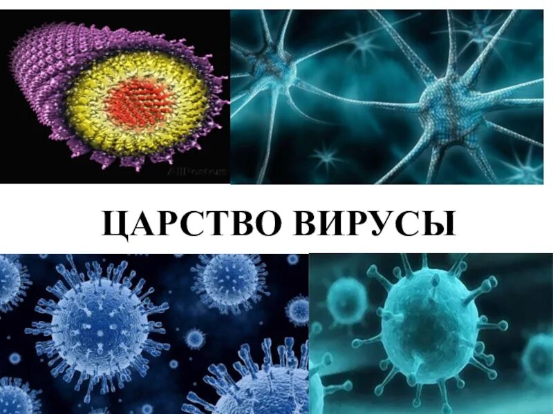 Бактерии и вирусы 5 класс биология презентация. Царство вирусы. Царства живой природы вирусы. Царства живых организмов вирусы. Царство бактерий и вирусов.