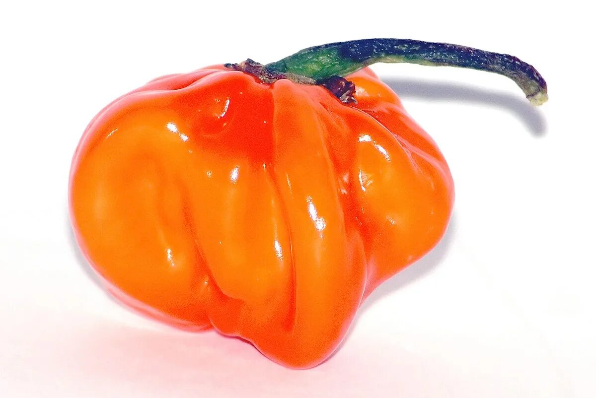 Orange pepper. Хабанеро Чили. Хабанеро Чили оранжевый. Перец Хабанеро. Capsicum chinense Сковилл.