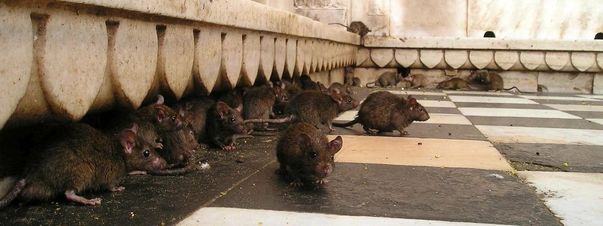 крыса на фоне дворца. эйфелева башня крысы. синантропные крысы. крысы во франции. крысы во франции.