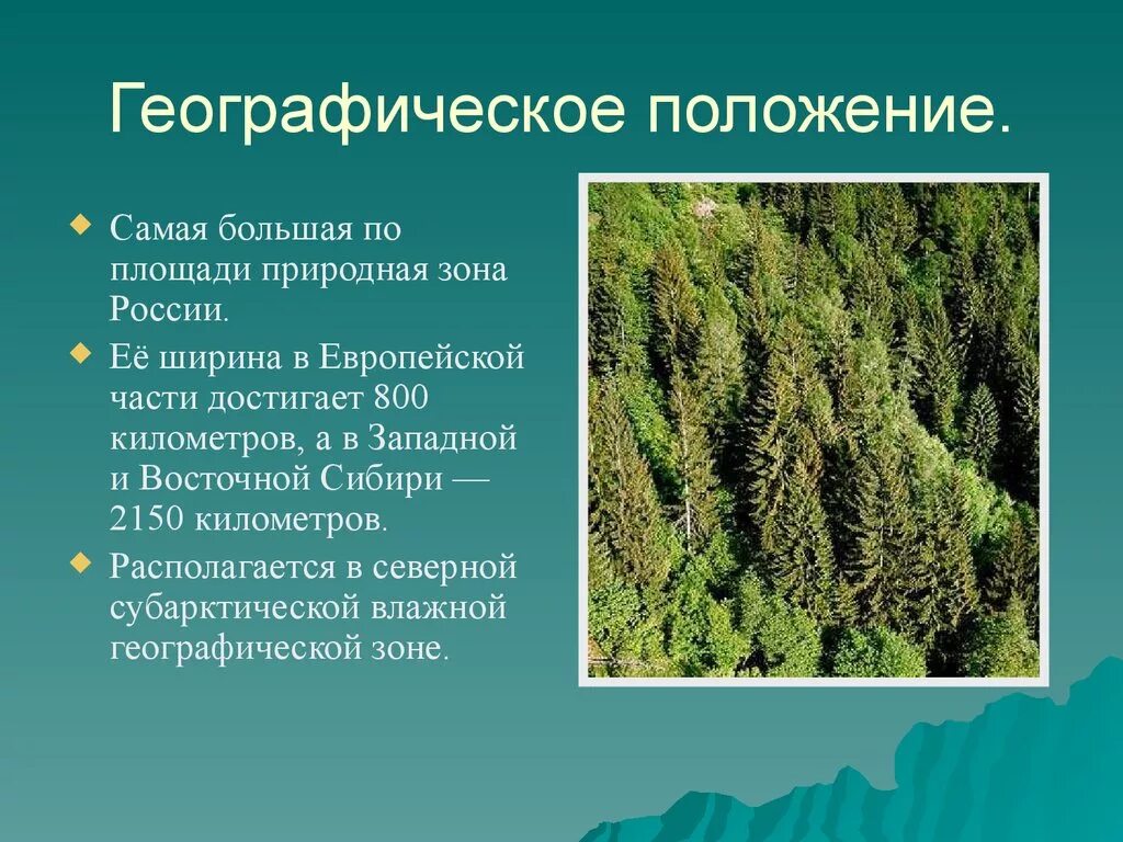 Для природной зоны тайги характерны. Географическое положение тайги. Географическое положение тоги. Географическоеполоден е тайги. Географическое положение Тай.