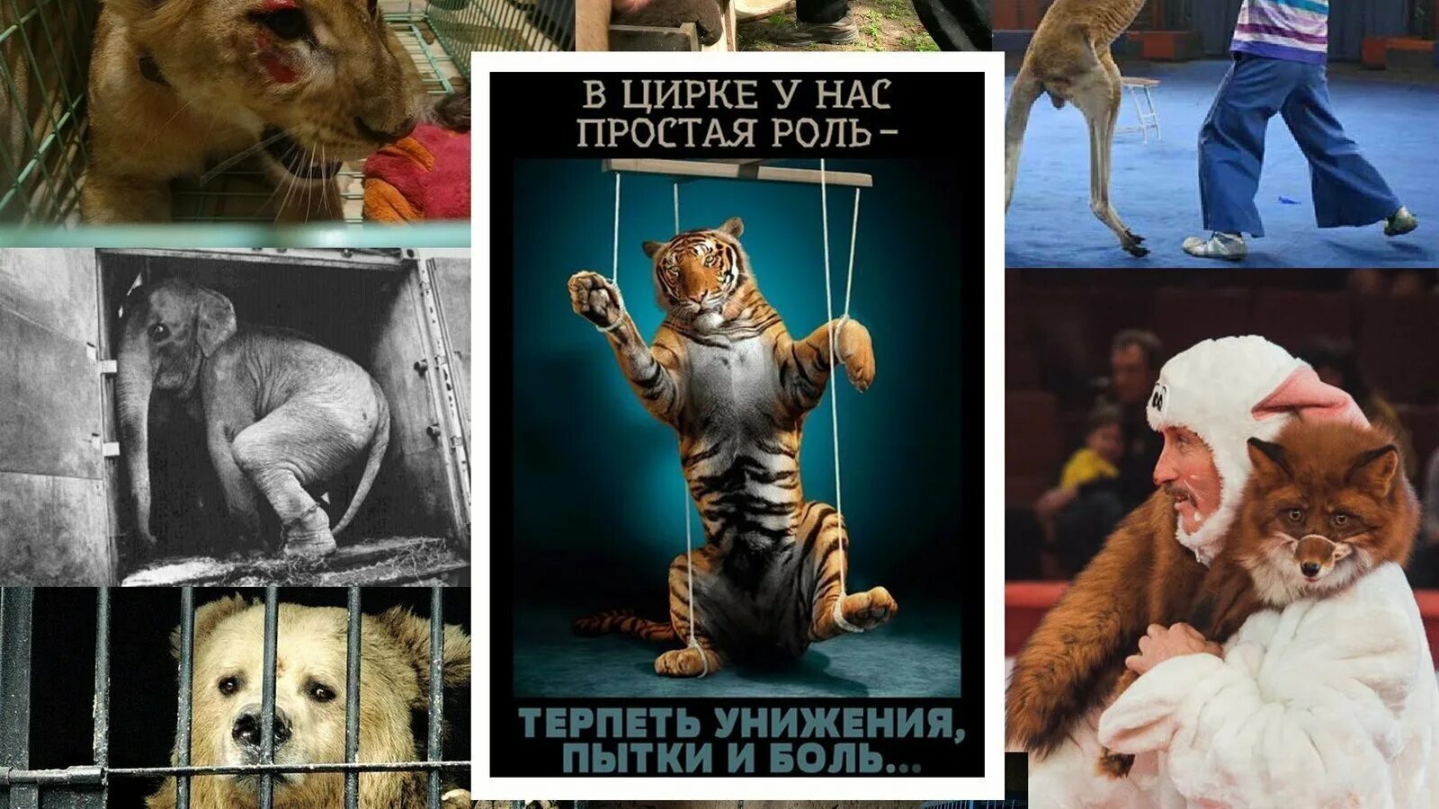 Содержание животных в цирке. Животные в цирке. издевательство над животными в цирке. цирк с животными жестокость. обращение с животными в цирке.
