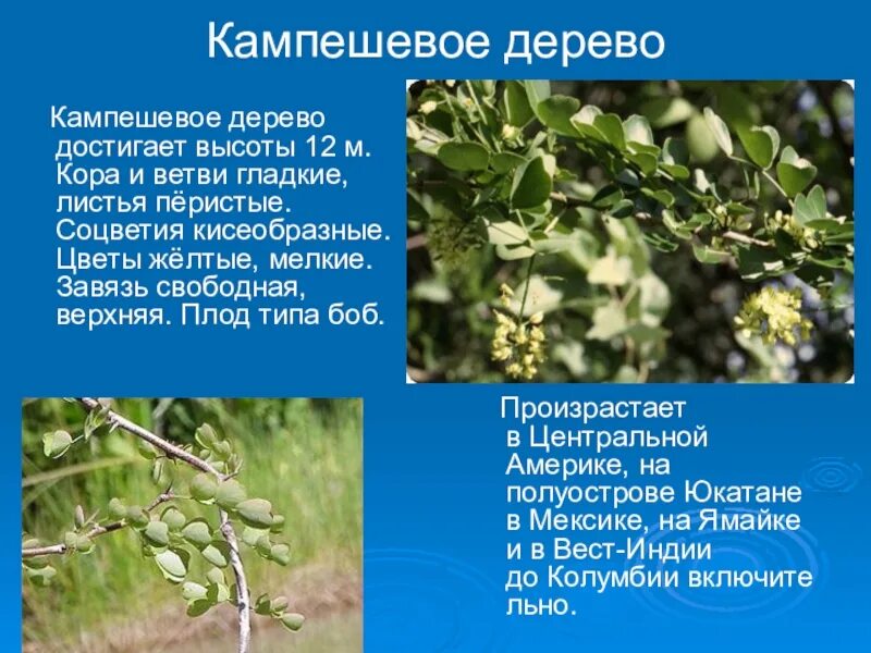 Кампешевое дерево. Кампешевое дерево древесина. кампешевое дерево фото. кампешевое дерево википедия.