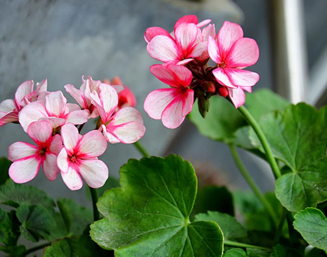 Пеларгония герань. Пеларгония кремери. Пеларгония Кардинал. Герань (Pelargonium).