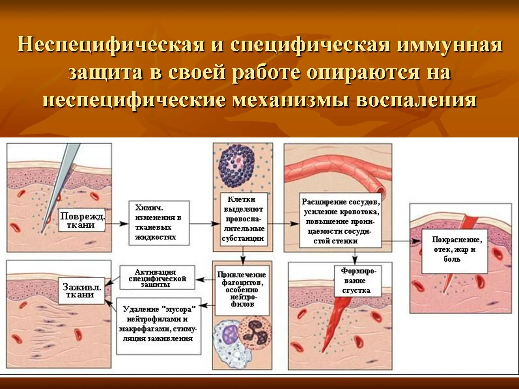 Неспецифическая иммунная защита