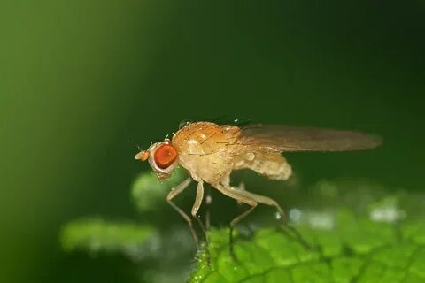 Большая желтая муха
