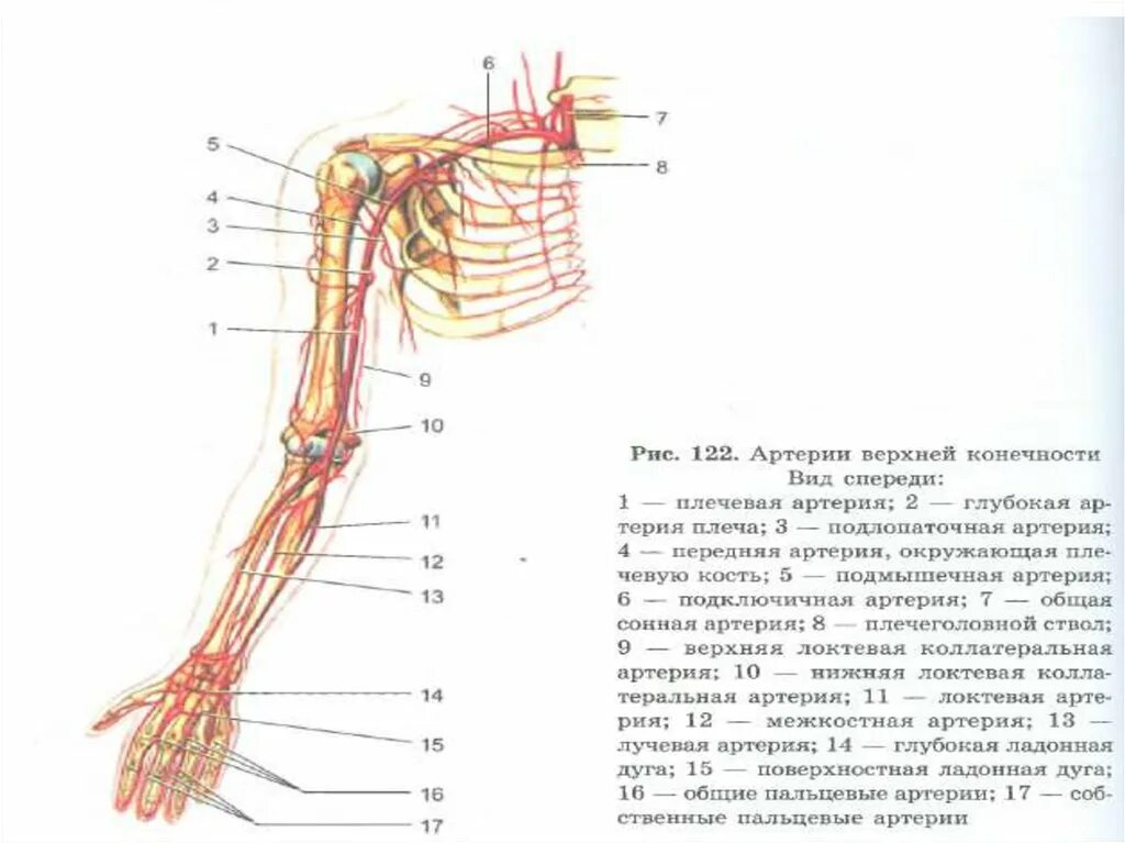 Кровообращение верхней конечности. Схема артерий верхней конечности схема. Ветви артерий верхней конечности схема. Артерии верхних конечностей правой схема. Артерии плечевого пояса и свободной верхней конечности.