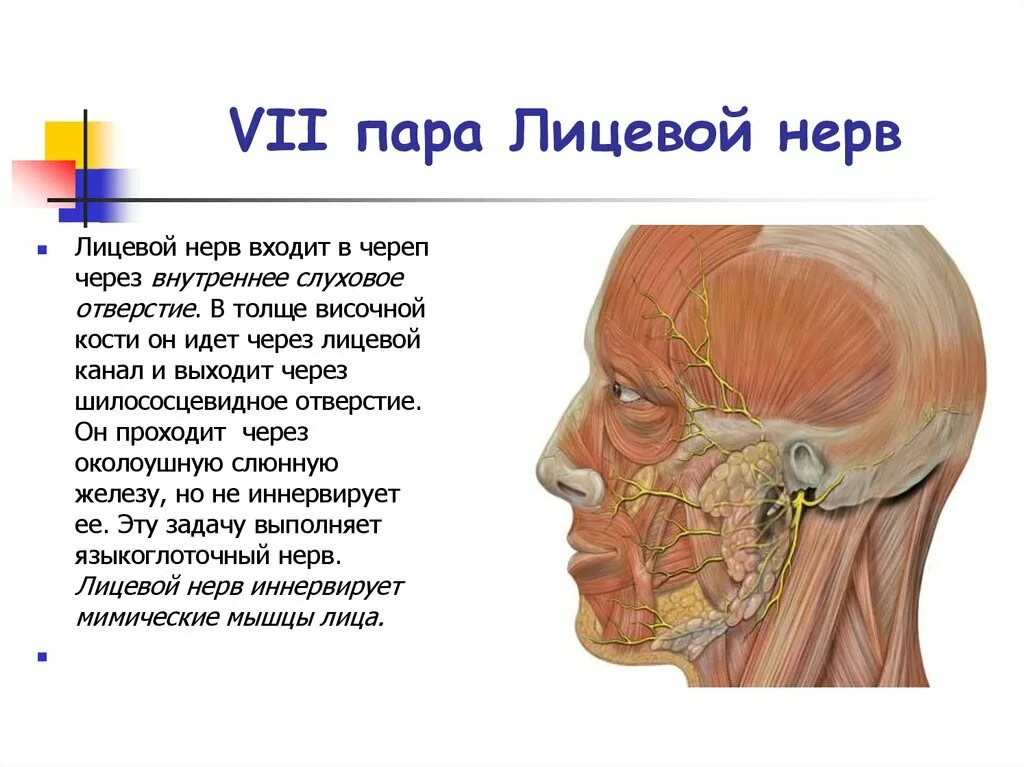 Лицевой нерв 7 пара ЧМН. VII пара - лицевой нерв n. Facialis. 7 Пара лицевой нерв анатомия. 7 Пара черепно-мозговых нервов анатомия. Лицевой нерв череп