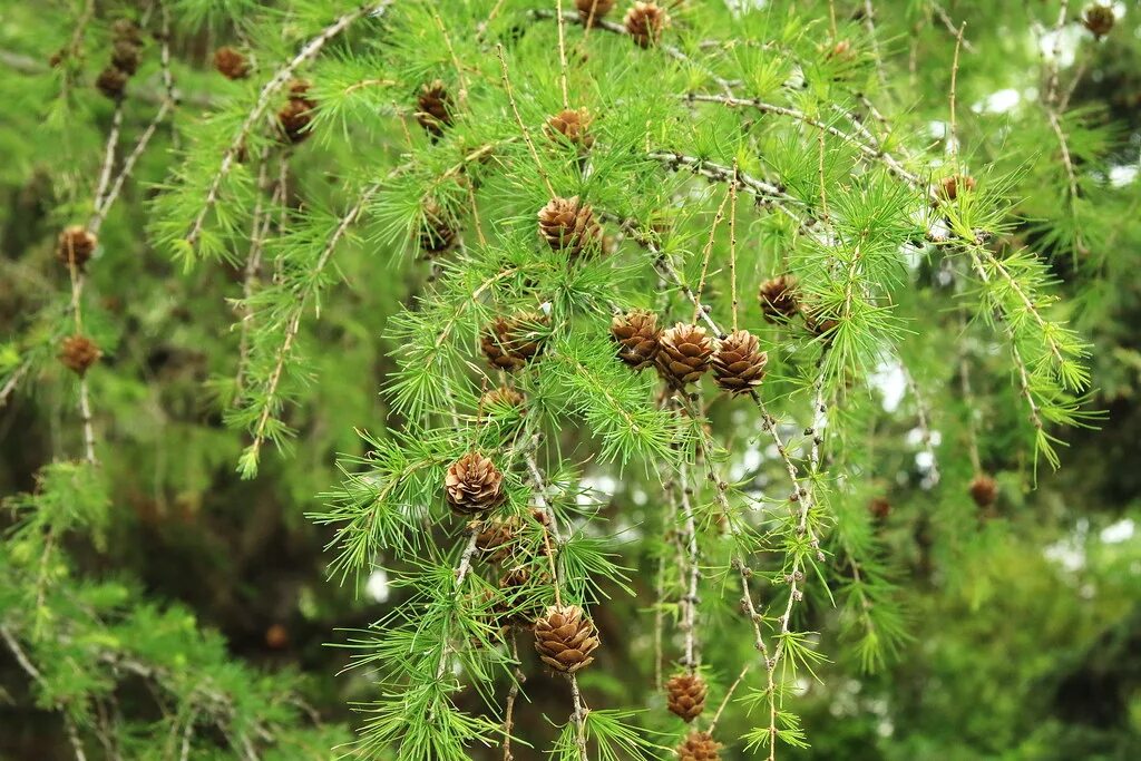 Лиственница Сибирская Larix sibirica. Лиственница Даурская (Larix dahurica). Лиственница Даурская Larix gmelinii. Лиственница Гмелина Даурская.