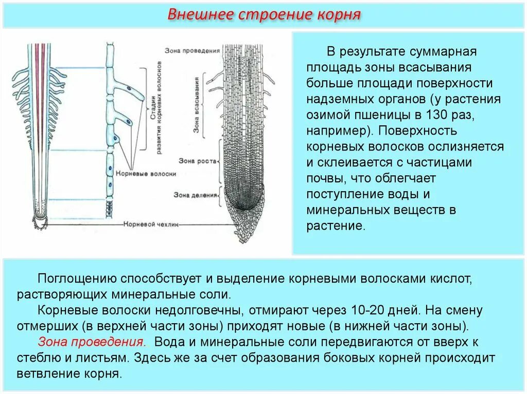 Строение корня в зоне всасывания. Зоны корня корневые волоски презентация. Строение корня зоны. Строение молодого корня.