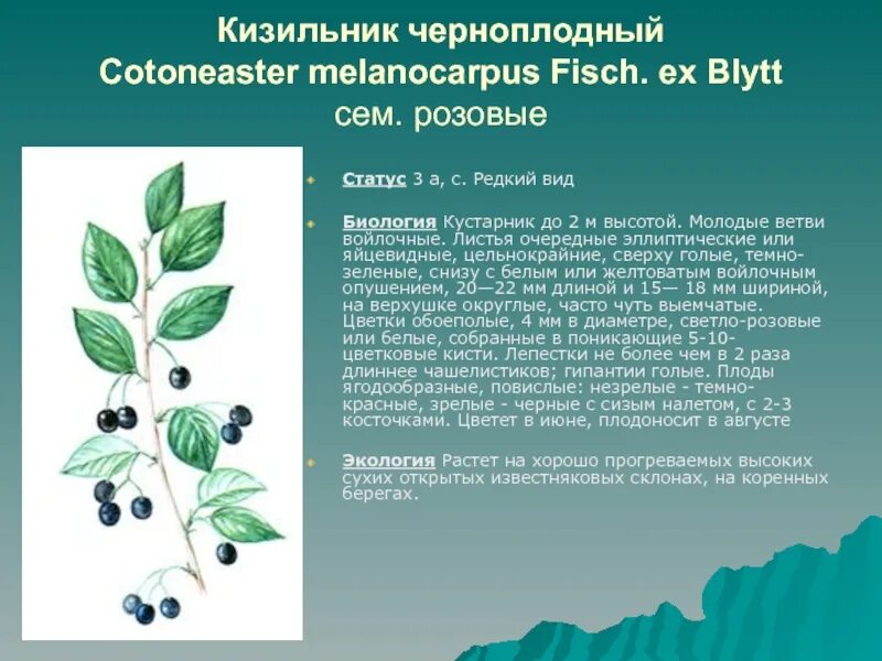 Семена стр.3