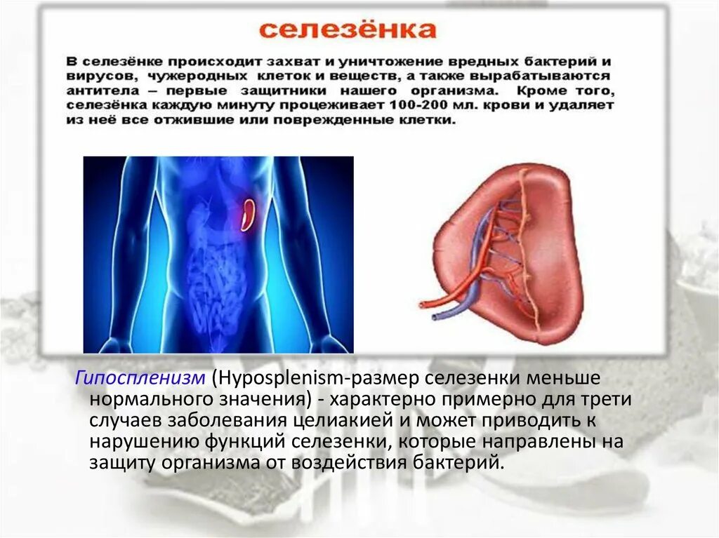 Селезенка. Заболевания селезенки. Селезенка человека. Селезенка за что отвечает и где находится