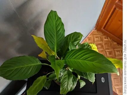 Пожелтел лист у женского счастья
