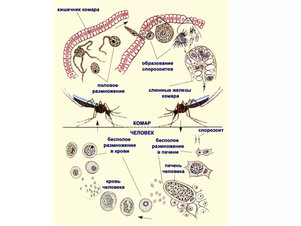 Жизненный цикл развития малярийного комара. Цикл развития малярийного плазмодия в организме комара. Жизненный цикл малярийного комара схема. Цикл малярийного плазмодия биология.