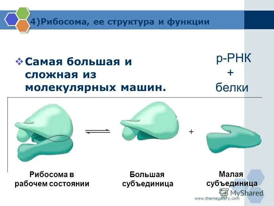 Рибосомы функции 9 класс. Рибосомы молекулярное строение. строение рибосомы рис 27. структура рибосомы. строение рибосомы.