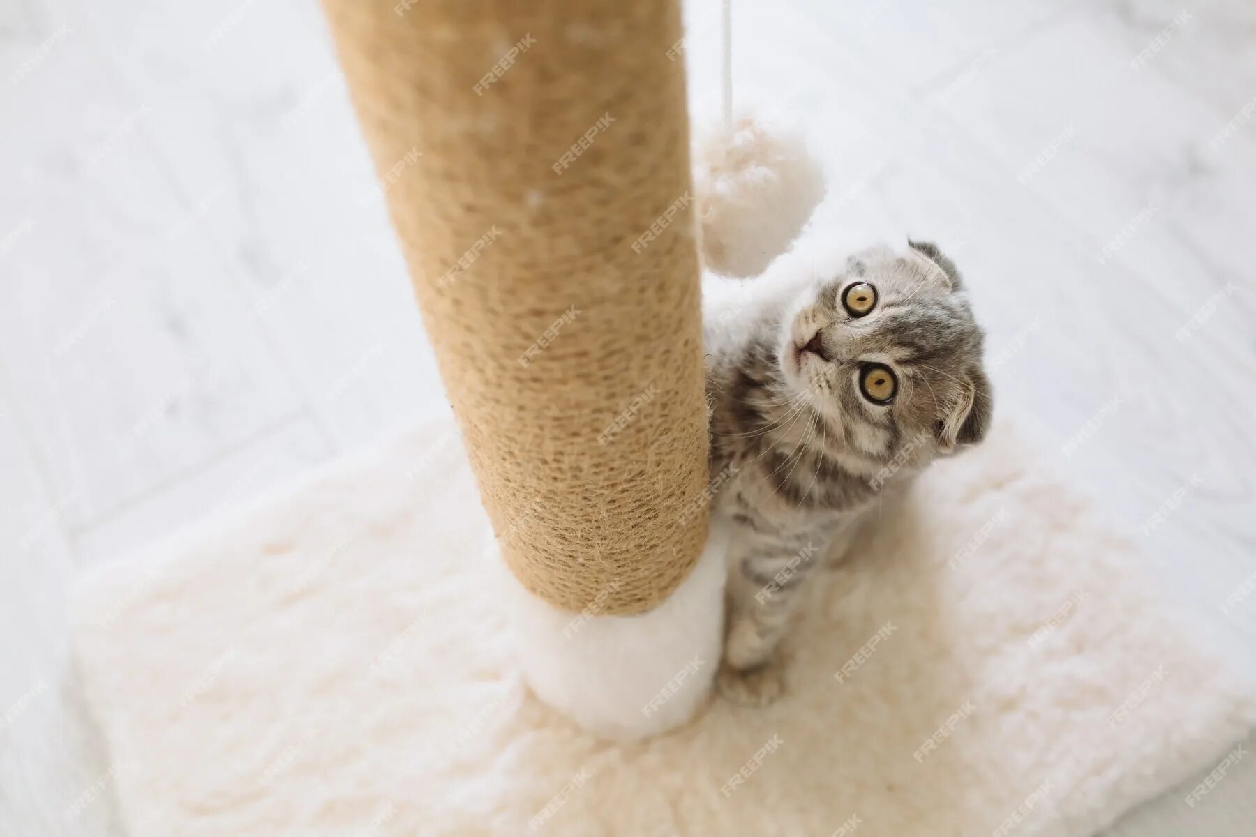 Как отучить кота по утрам