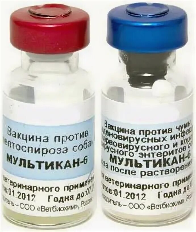 Через сколько можно гулять после мультикан 8. Мультикан 1. мультикан-8. вакцина мультикан 6. мультикан-6 для собак.