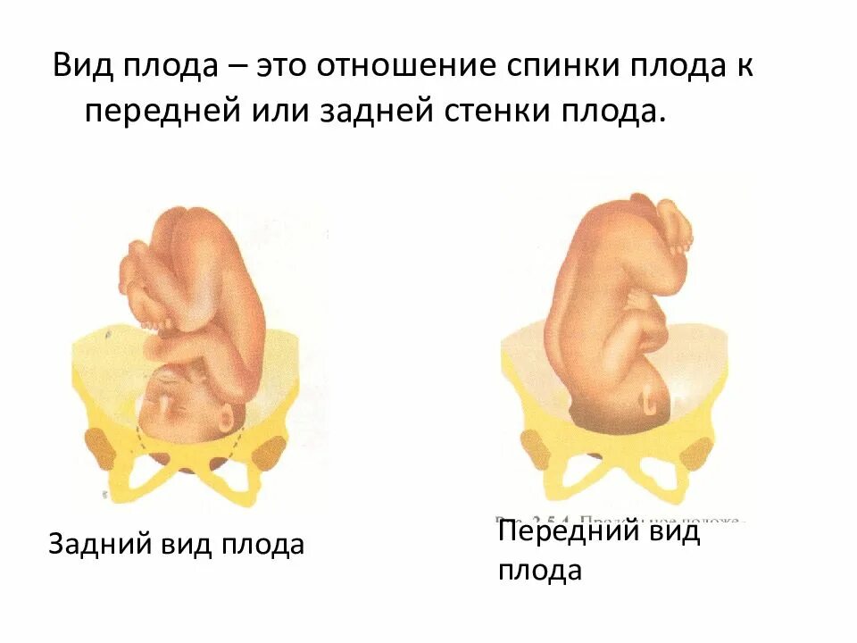 Как понять в каком положении ребенок