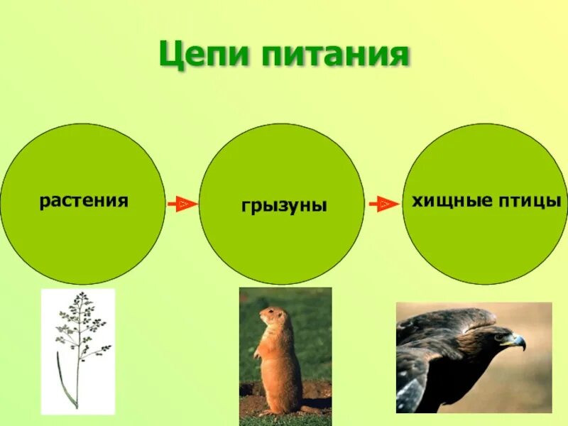 Ремонт цепей питания. Схема цепи питания характерной для Степной зоны. Схема цепи питания в степи. Пищевая цепочка. Цепь питания птиц.