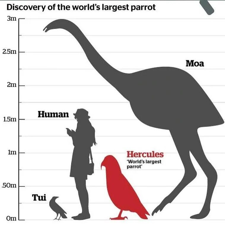 Размеры птиц сравнение. Птица МОА по сравнению с человеком. Гигантская птица МОА. Самая большая птица МОА. Страус МОА.