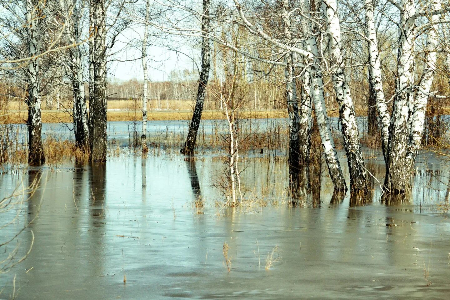 Когда на юконе наступает половодье. Половодье. весеннее половодье. разлив реки весной.