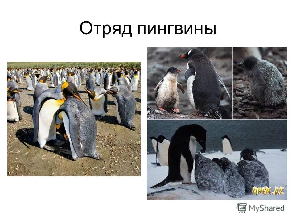 Представители отряда пингвины. Отряд пингвины императорские. Отряд птиц пингвины. Отряды пингвинов биология. Отряд птиц пингвины.