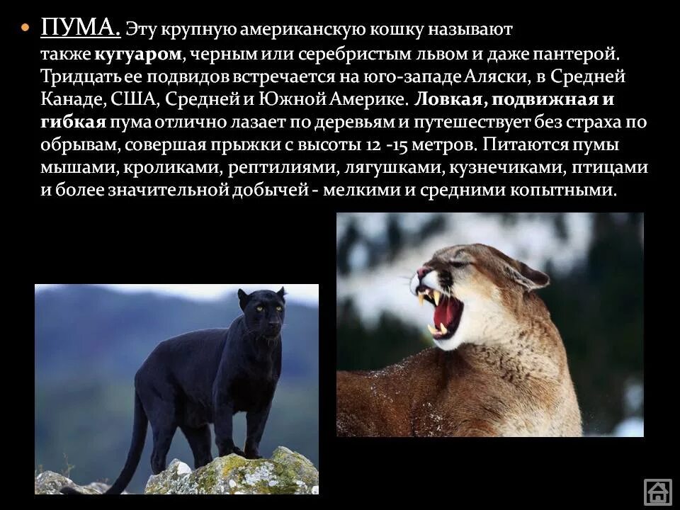 Где живет пума на каком материке. Доклад про пуму. животное северной америки пума. интересные факты о пуме. пума краткая информация о животном.