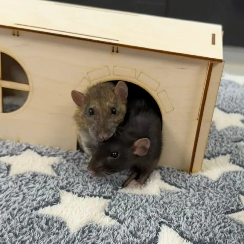 Любопытная крыса. Мыши мастомисы. Австралийская болотная крыса. 8 крыс. Крысы дамбики.