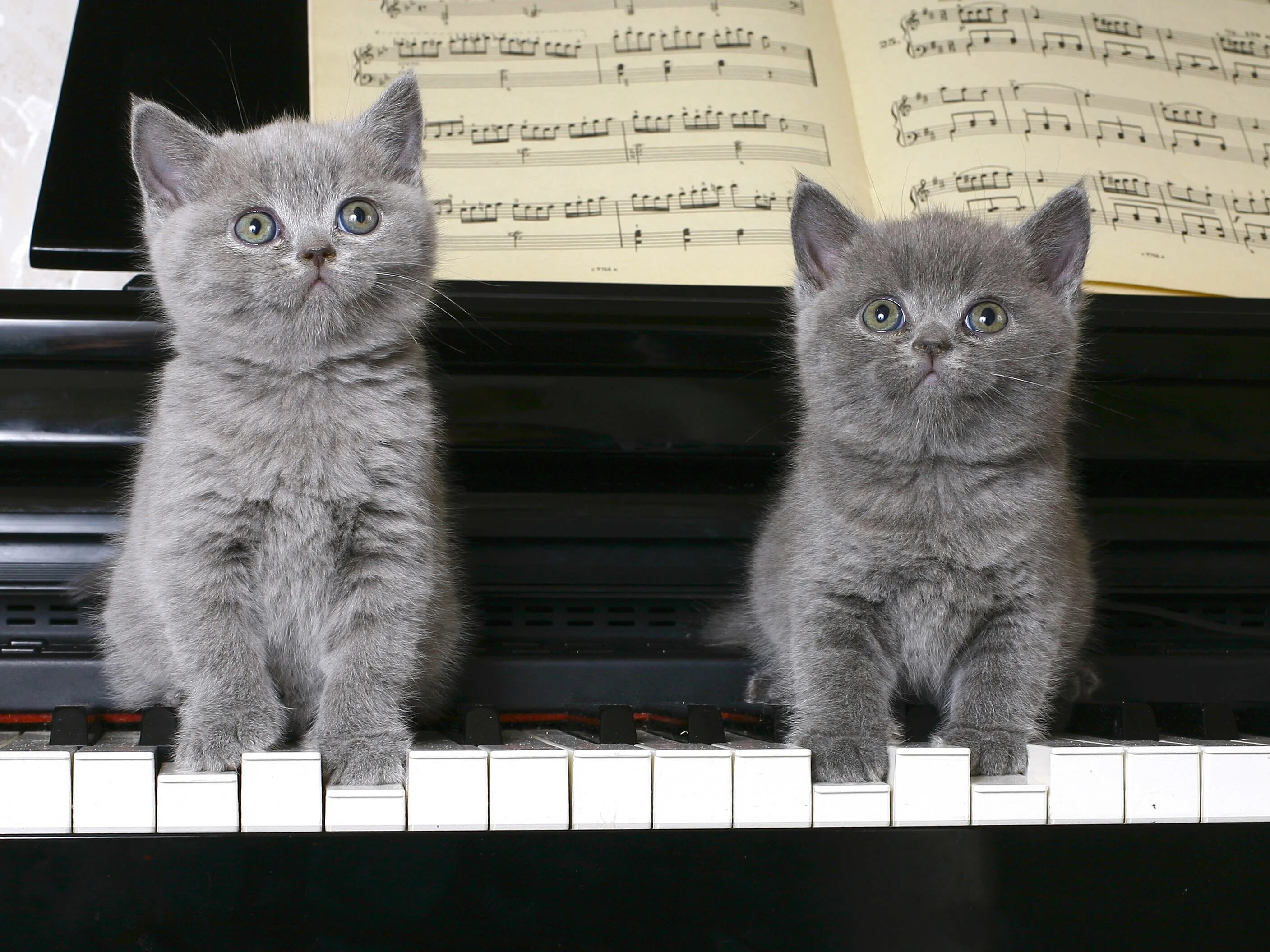 Кот на пианино. Пианино «котёнок». Кошка на пианино. Котенок на фортепиано. Музыка про кошек