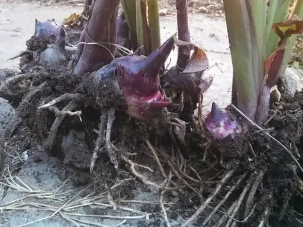 Луковицы канны. Канна растение корневище. Канна 1 клубень. Корневище канны. Корневище канн.