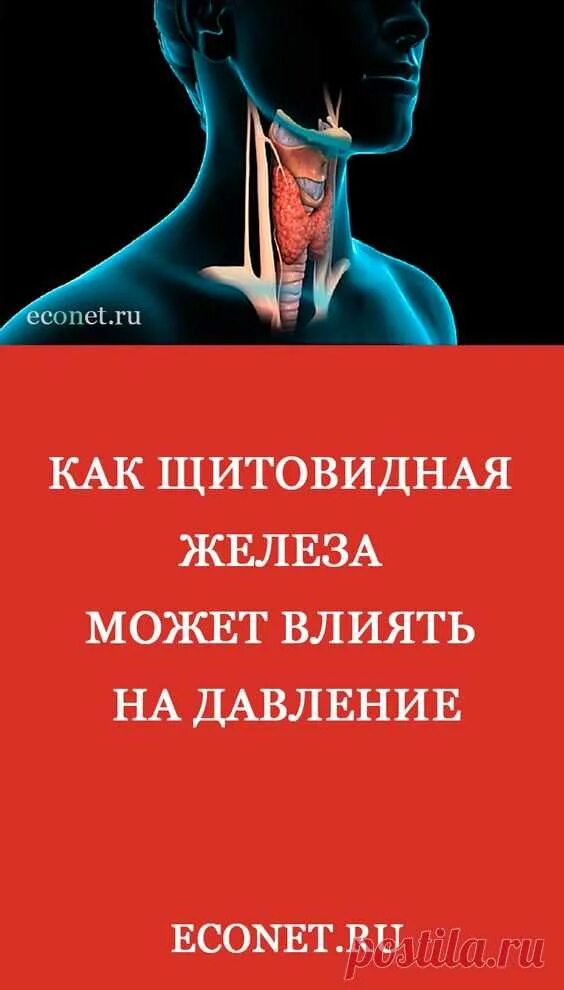 Щитовидная восстановилась. Давление на щитовидную железу. Щитовидная железа и давление высокое. Восстановление щитовидной железы.