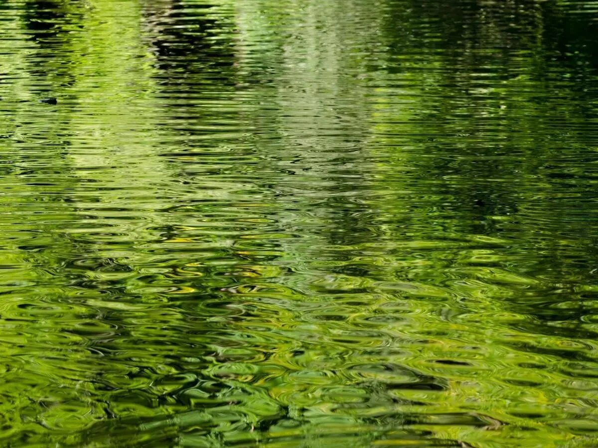 Вода в пруду. Зеленая река. Вода зеленый болото. Темно зеленая вода. Водная гладь реки.