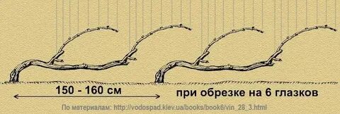 На каком расстоянии от забора сажать виноград