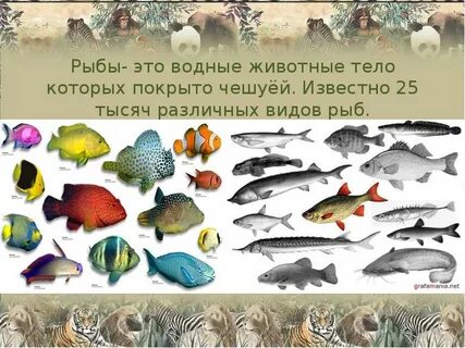 Какие бывают животные рыбы
