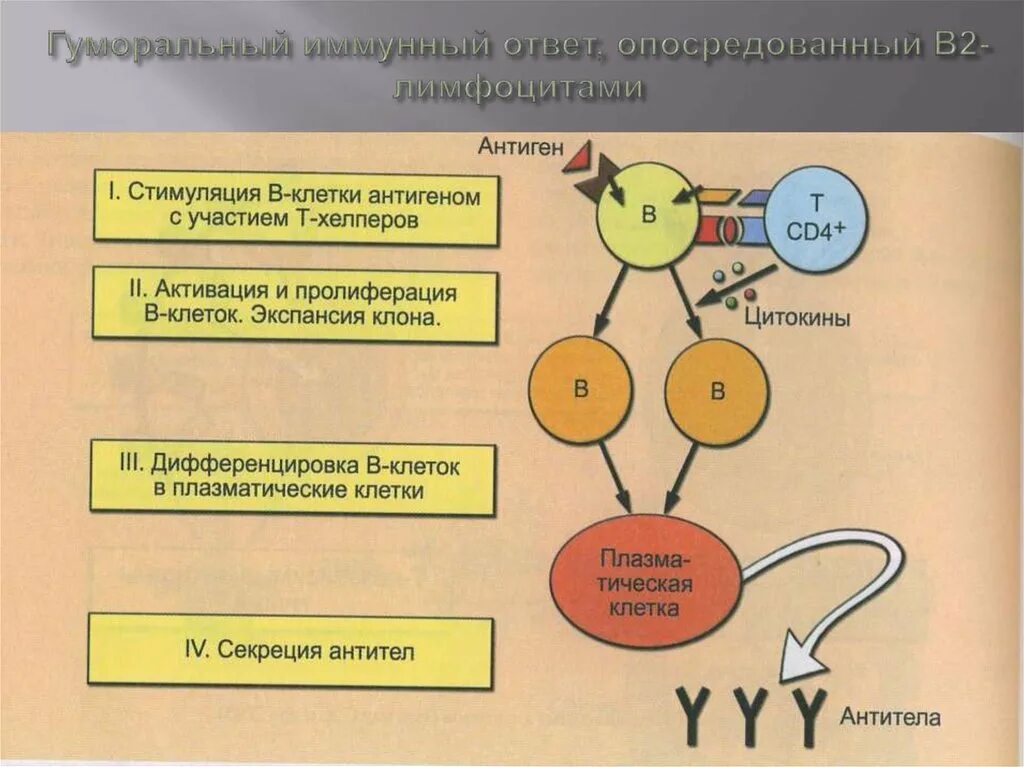 Классы иммунного ответа. Т зависимый гуморальный иммунный ответ характеризуется. Схема гуморального иммунного ответа. Схема иммунного ответа гуморального типа. Гуморальный иммунитет ответ.