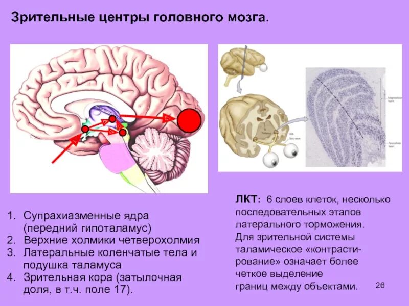 Зрительный центр где