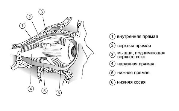 Строение глаза мышцы. Мышцы глазного яблока схема. мышцы глазного яблока анатомия схема. глазодвигательные мышцы глаза строение. глазные мышцы строение и функции.