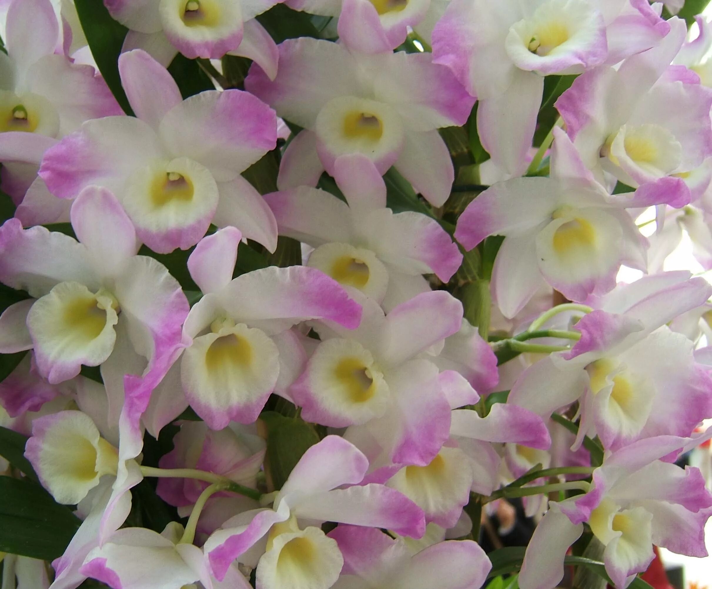 Орхидея dendrobium nobile. Орхидея дендробиум (dendrobium). Орхидея дендробиум как ухаживать. Орхидея дендробиум нобиле. Орхидея дендробиум нобиле аполлон.
